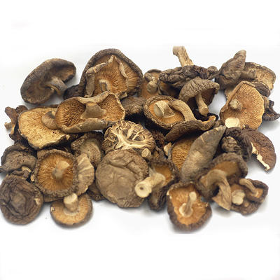 Lentinan Shiitake Mushroom Extract Leaf Extract