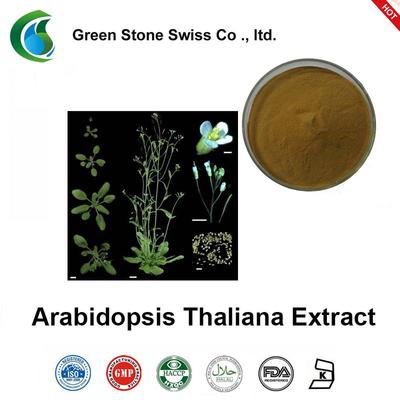 Best Herbal Extracts Arabidopsis Thaliana Extract
