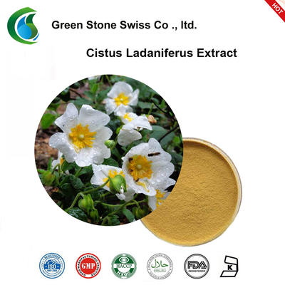 Cistus Ladaniferus Extract Powder Pure Herbal Extracts