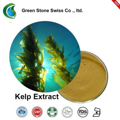 Kelp Extract Powder Chinese Medicine Powder