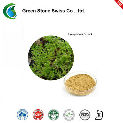 Lycopodium Bark Extract Natural Green Extracts