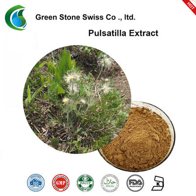 Chinese Pulsatilla Root Extract Pure Herbal Extracts