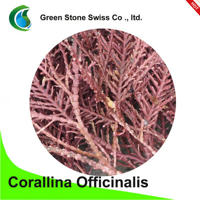 Corallina Officinalis